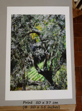 Load image into Gallery viewer, Olive Tree in Campo - Fine Art Print
