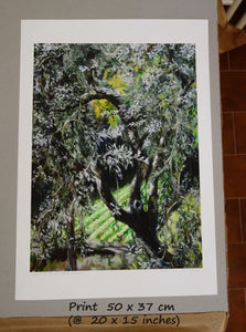 Olive Tree in Campo - Fine Art Print