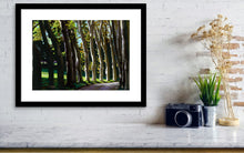 將圖片載入圖庫檢視器 A small print of the pastel drawing on black paper of Giambologna's trees , a row of gum trees in the afternoon light is framed with white mat and hung above a shelf of marble.  really brightens up a small space in the home horizontal fine art print of drawing