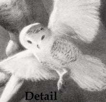 Charger l'image dans la galerie, Close-up of a snowy owl with detailed feathers and facial features in charcoal drawing by Kelly Borsheim
