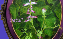 Cargar imagen en el visor de la galería, FumariaOfficinalis detail of the flower painting and the side edge of the oval frame, a vintage frame from Italy.
