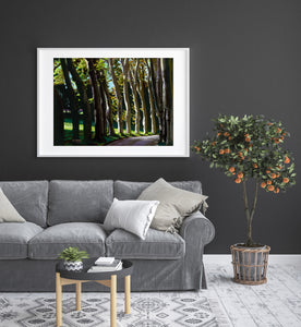 Nature fine art print of row of trees in dramatic side lighting looks great as a focal point in this neutral toned living room scene. 
