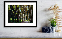 Load image into Gallery viewer, A small print of the pastel drawing on black paper of Giambologna&#39;s trees , a row of gum trees in the afternoon light is framed with white mat and hung above a shelf of marble.  really brightens up a small space in the home horizontal fine art print of drawing
