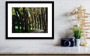 A small print of the pastel drawing on black paper of Giambologna's trees , a row of gum trees in the afternoon light is framed with white mat and hung above a shelf of marble.  really brightens up a small space in the home horizontal fine art print of drawing