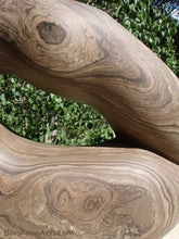 Cargar imagen en el visor de la galería, Texture Detail Pelican Lips Marble Sculpture like Petrified Wood
